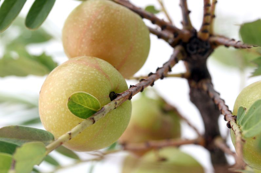 Read more about the article Antioxidans Amla: Die Frucht mit dem höchsten ORAC Wert